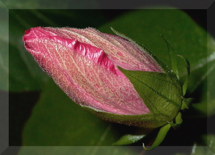 photo "Some beauty in this busy world..." tags: nature, macro and close-up, flowers