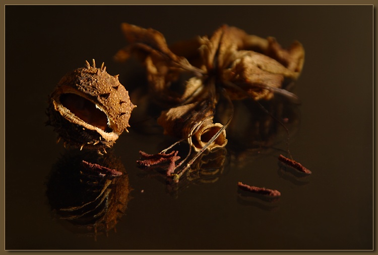 photo "Chestnut and Lily" tags: still life, 