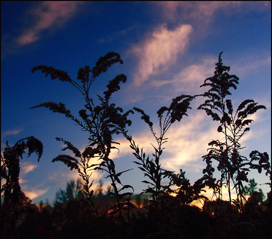 photo "Twilight`s Chorus" tags: landscape, nature, flowers, sunset