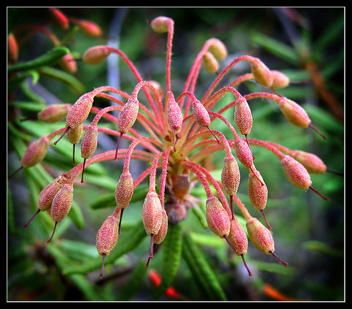 photo "Autumn hairdress :)" tags: nature, flowers