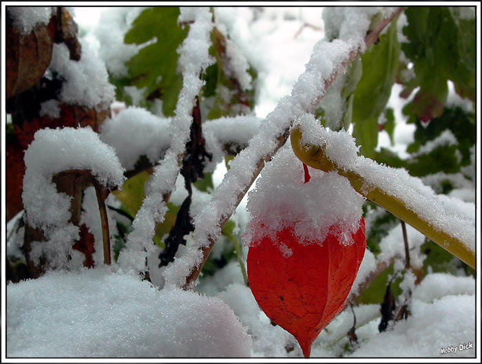 photo "first snow" tags: landscape, nature, winter