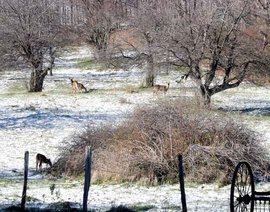 photo "First Snow in the Catskills" tags: landscape, nature, forest, wild animals