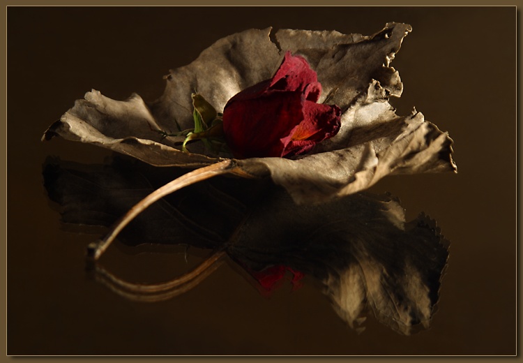 photo "Leaf & Rose" tags: still life, 