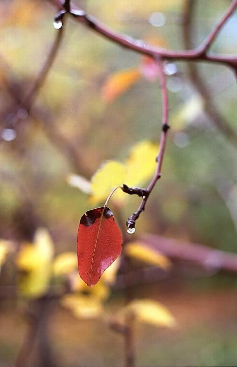 фото "Осенние этюды (2)" метки: пейзаж, макро и крупный план, осень