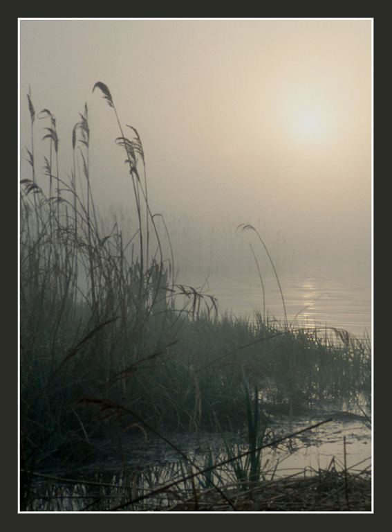 photo "Early spreeng morning" tags: nature, 
