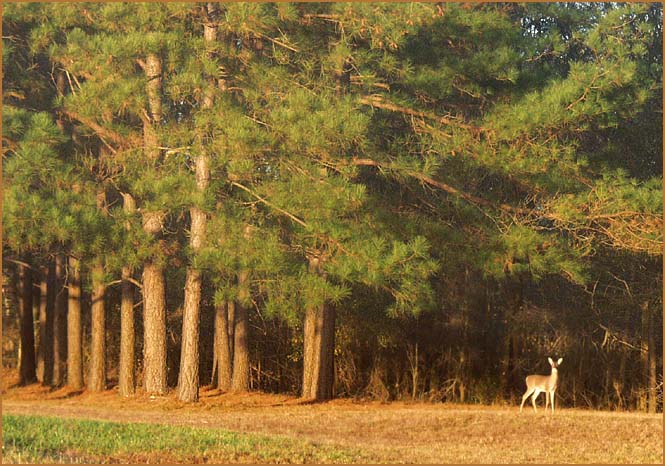 photo "Out of the Shadows..." tags: nature, landscape, wild animals
