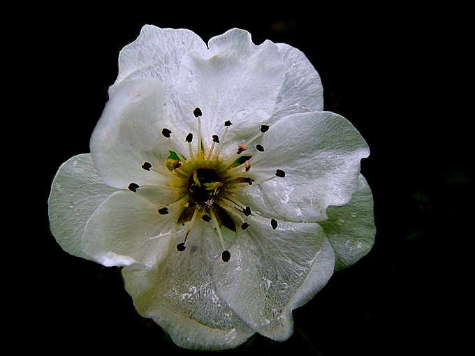 photo "Las flores tambi&#233;n lloran" tags: nature, flowers