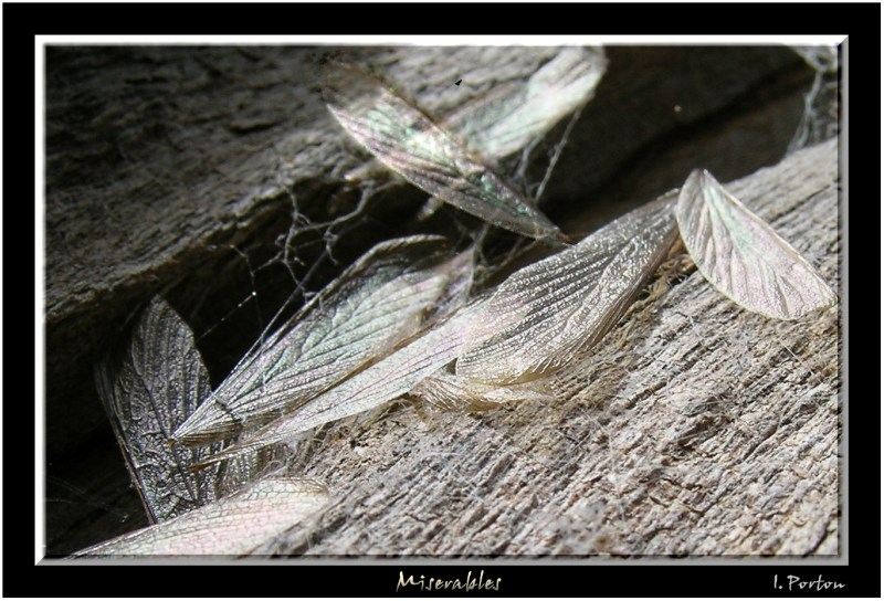 photo "Miserables" tags: nature, macro and close-up, insect