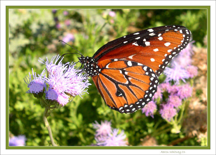 photo "One good reason to look down" tags: macro and close-up, nature, insect