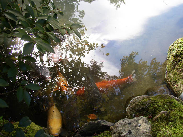 photo "koi in a japanese garden" tags: travel, nature, Asia