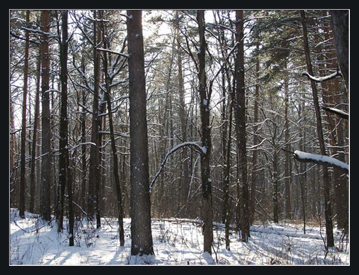 photo "Winter wood" tags: landscape, forest, winter