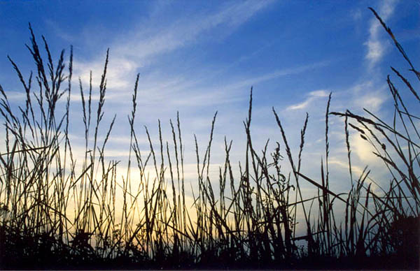 photo "Dutch Sunset" tags: nature, landscape, sunset