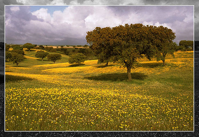 photo "Yellow spring" tags: landscape, nature, flowers, spring