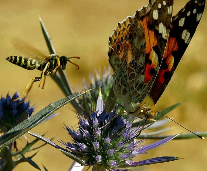 фото "incontro" метки: природа, насекомое