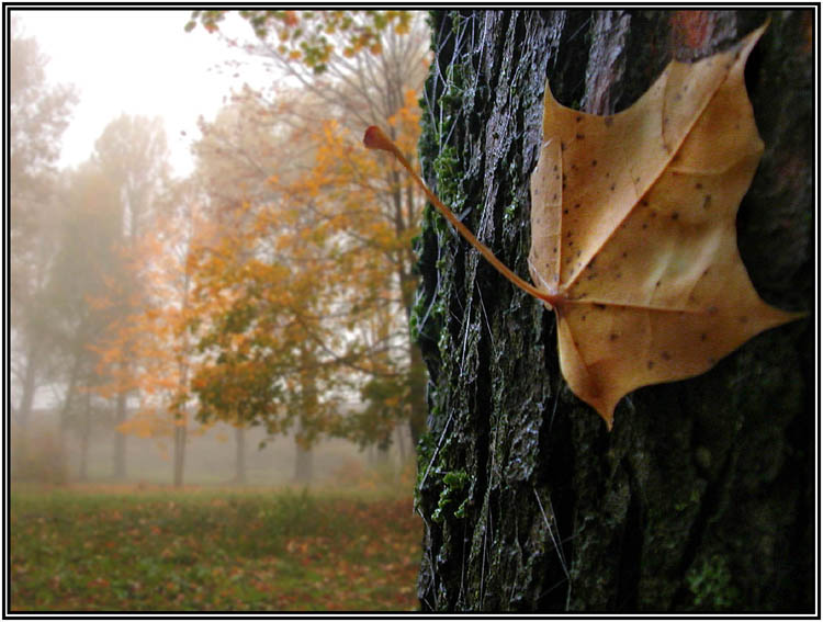 photo "Two half of autumn" tags: landscape, autumn
