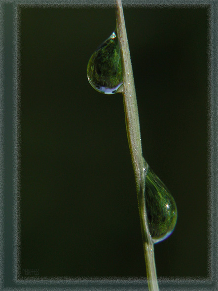 photo "Two drops" tags: macro and close-up, 