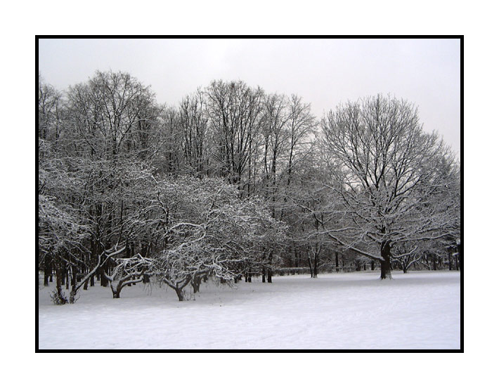 photo "Winter" tags: landscape, forest, winter