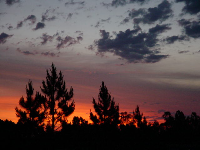 photo "sunset" tags: landscape, forest, sunset