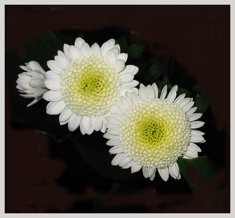 фото "Трио" метки: природа, цветы