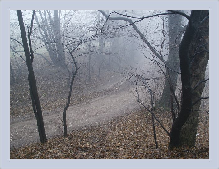 фото "Waiting For The Winter" метки: пейзаж, лес, осень