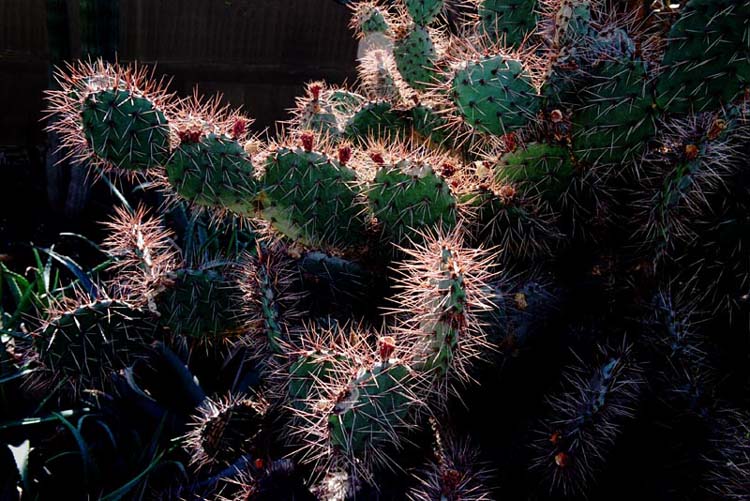 фото "Cactus" метки: природа, цветы