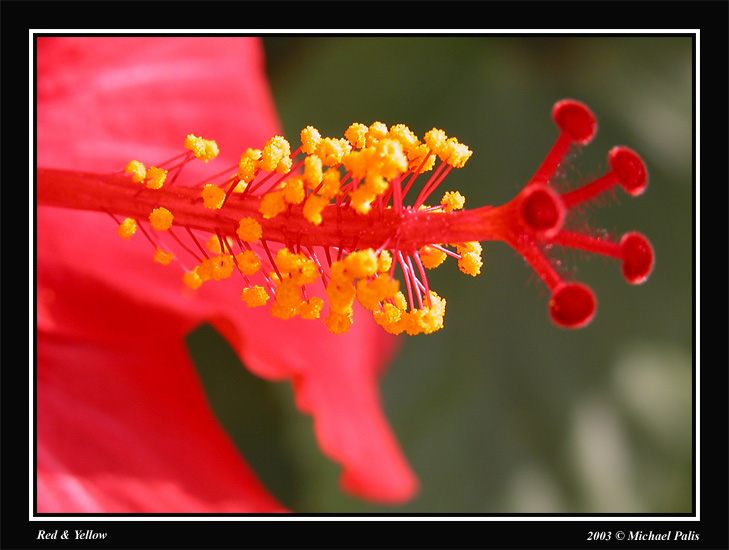 photo "Red & Yellow" tags: macro and close-up, nature, flowers