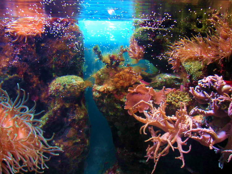 фото "Deep Colors" метки: подводные, 