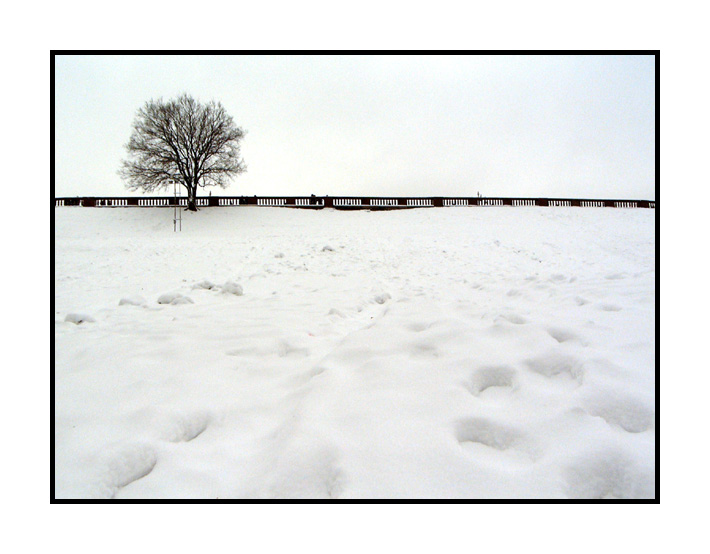 photo "Black and White" tags: landscape, forest, winter