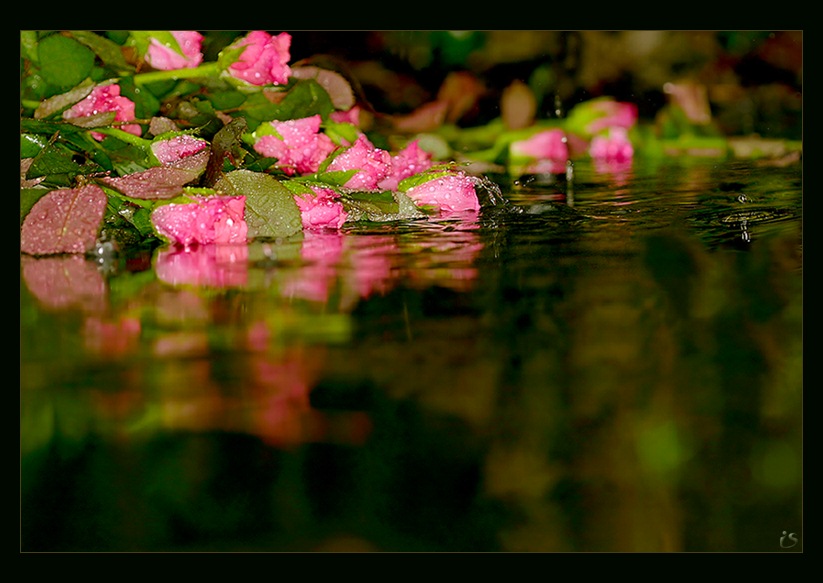 photo "Rainy mood... Rose water.." tags: nature, landscape, autumn, flowers