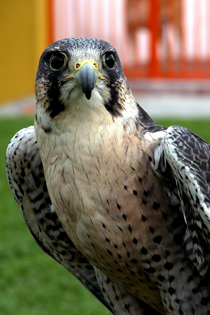 photo "hawk" tags: nature, wild animals