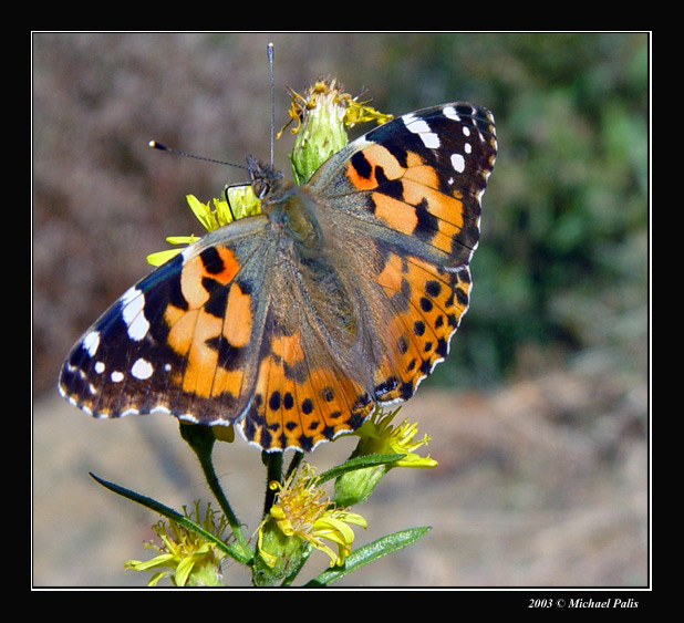 photo "Resting!!" tags: macro and close-up, nature, insect