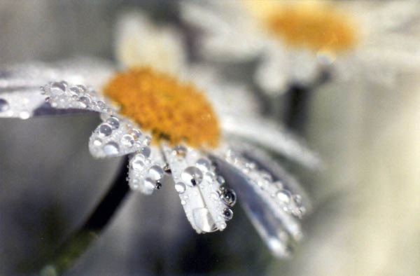 photo "drizzle" tags: nature, macro and close-up, flowers