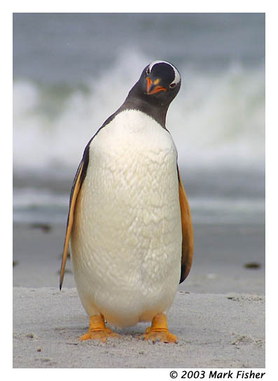 photo "Gentoo Poses for the Camera" tags: nature, travel, South America, wild animals