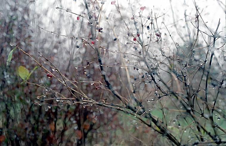 photo "Rain. A sight from within (4)" tags: landscape, nature, autumn