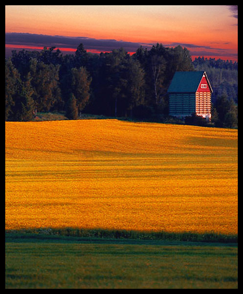 photo "Field of Gold" tags: landscape, misc., spring