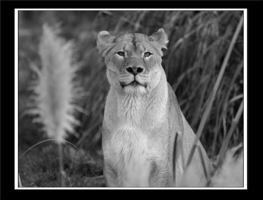photo "Watching me!" tags: nature, wild animals