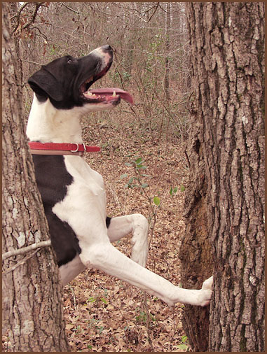 photo "Come Down Here!" tags: humor, nature, pets/farm animals