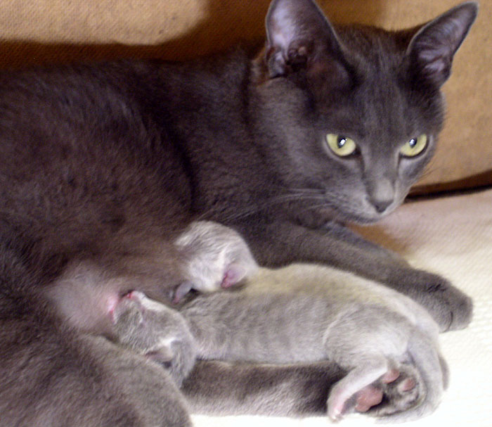 photo "Cat family" tags: nature, pets/farm animals
