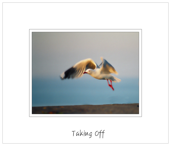 photo "Taking Off" tags: nature, montage, wild animals