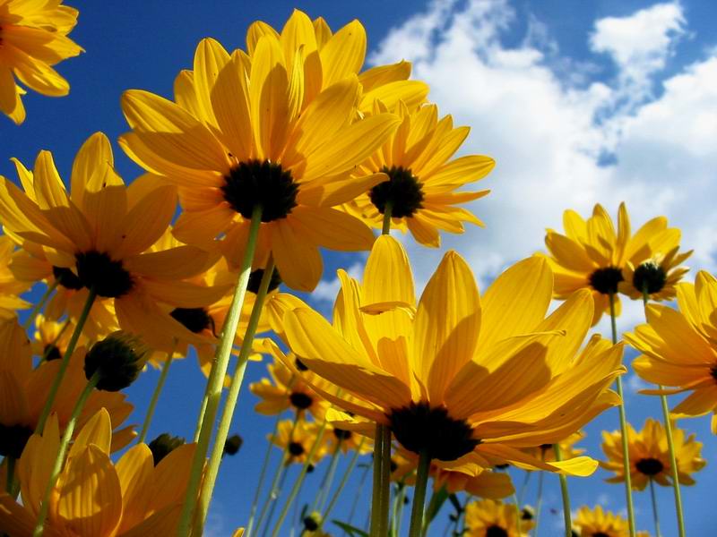 фото "Flowers" метки: природа, макро и крупный план, цветы