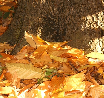 photo "Golden Autumn" tags: landscape, nature, autumn, flowers