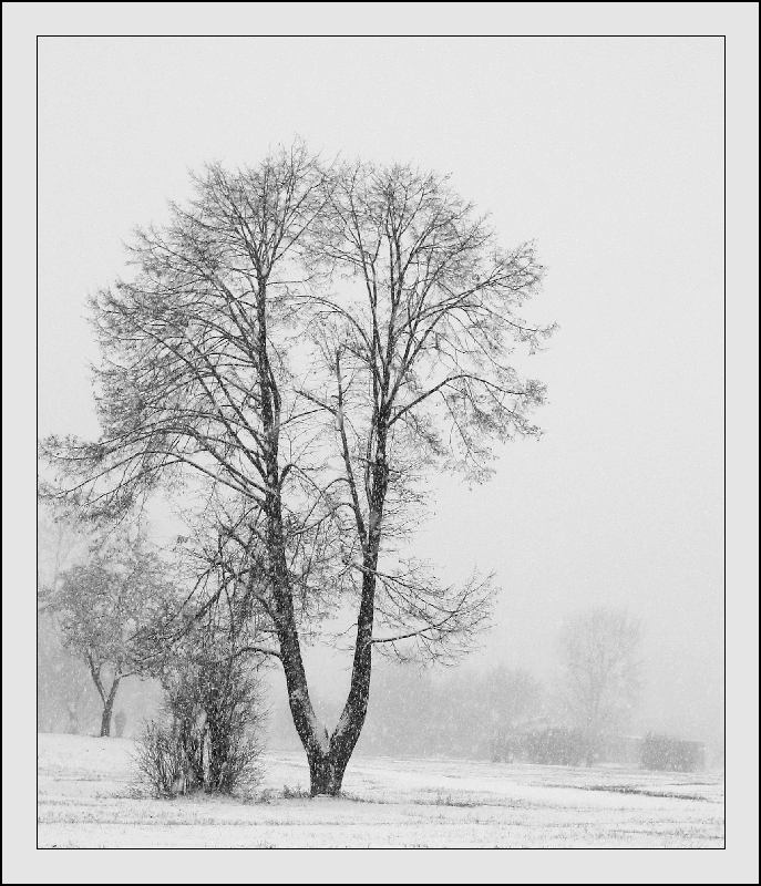 photo "Double ... life." tags: genre, landscape, winter