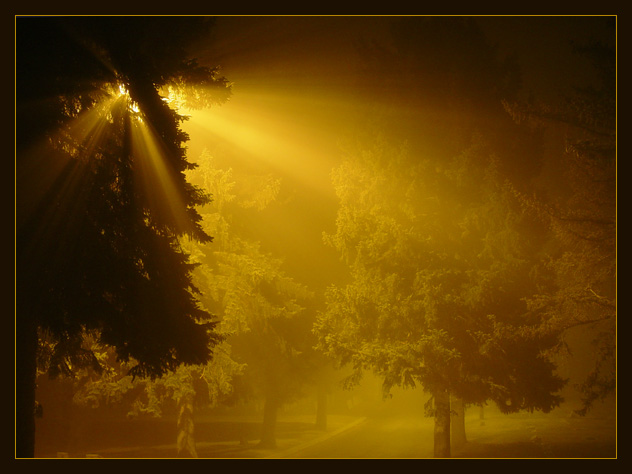 фото "Close encounters." метки: пейзаж, лес, ночь