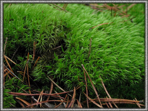 photo "Grass" tags: macro and close-up, 