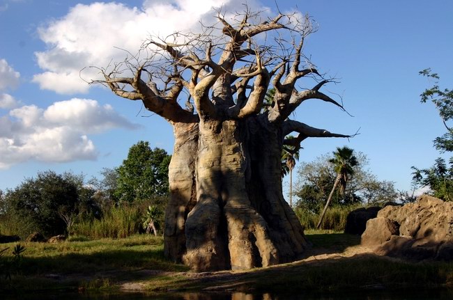 фото "Baoba (Africa)" метки: путешествия, пейзаж, Африка, лес