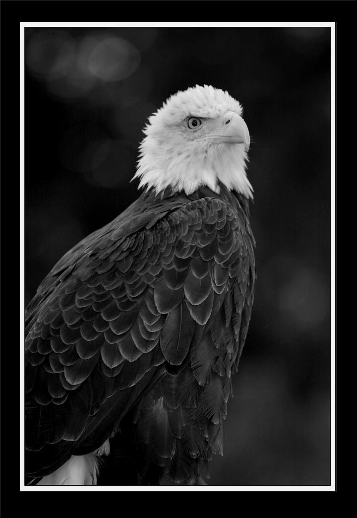 photo "Majestic" tags: nature, wild animals