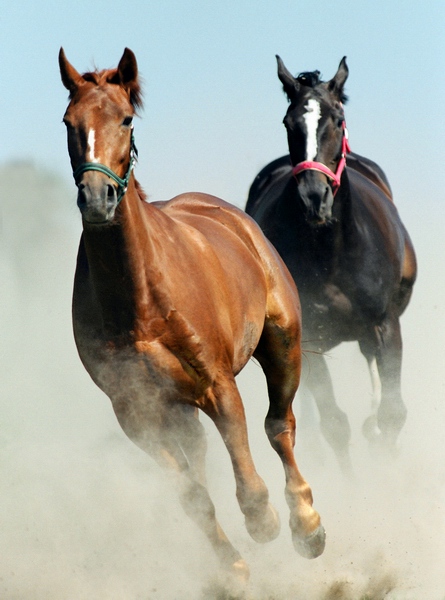 photo "galop II" tags: nature, pets/farm animals