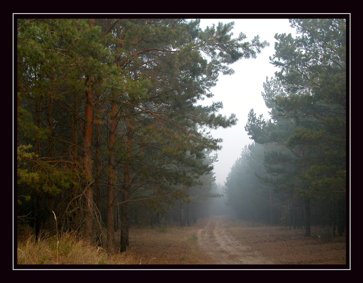photo "pine forest" tags: misc., landscape, autumn