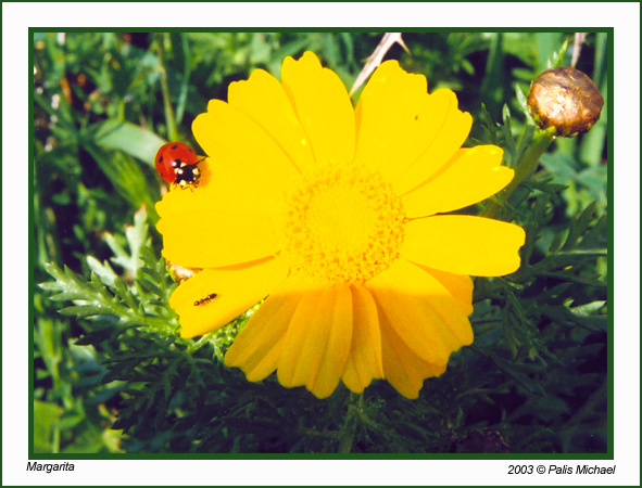 photo "MArgarita!!" tags: macro and close-up, nature, flowers