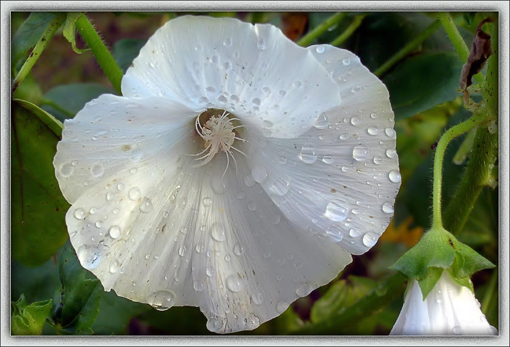 photo "Flowers" tags: nature, macro and close-up, flowers